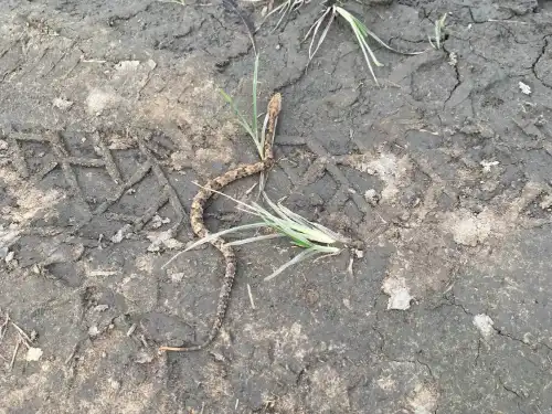 Fer De Lance