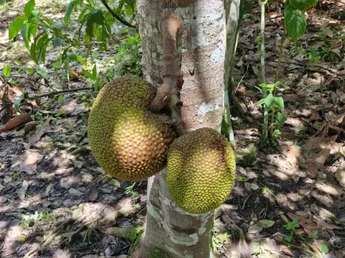 Jackfruit